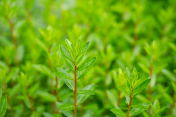 ミソハギの新芽