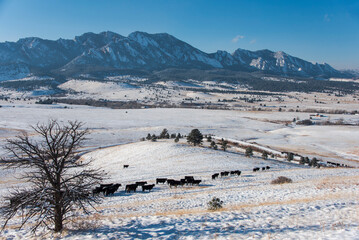 Boulder, Colorado Cattle Open Range - 573992895