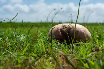 Calvatia cf. utriformis, kingdom Fungi, one of the largest mushrooms from Argentina and Chile, in a...