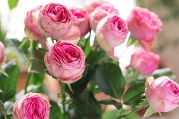 Fresh bouquet of pink roses close up