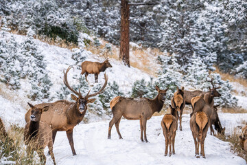 Colorado Elk - 573994484