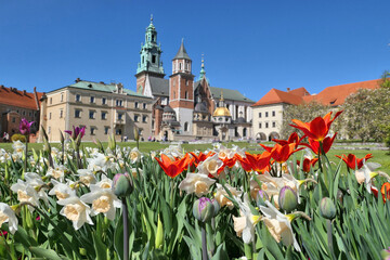 Wawel castle in Krakow, Poland during spring time. Tulips and daffodils flowers in the castle...