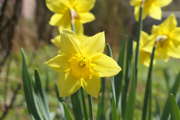 Yellow daffodil Narcissus jonquilla flowers growing in the garden. Spring flowers jonquil.