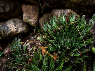 imagen detalle pared de piedra con plantas verdes en las grietas 