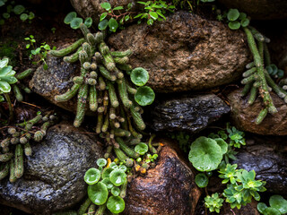 imagen detalle pared de piedra con plantas verdes en las grietas 