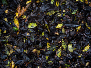 imagen detalle textura suelo lleno de hojas secas de distintos colores 