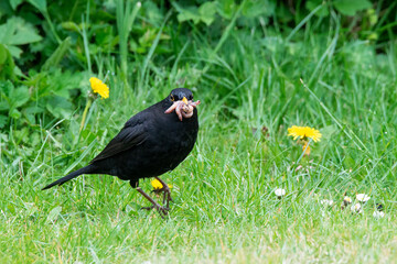 Blackbird with worms
