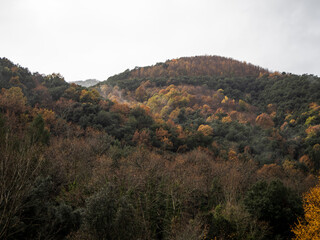 Fototapeta na wymiar imagen de unas montañas repletas de árboles, con las hojas en cambio de color y el cielo nublado 