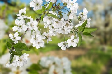 Fresh beautiful spring flower of cherry tree.