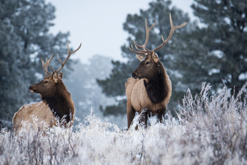Snowy Bull Elk - 573996265