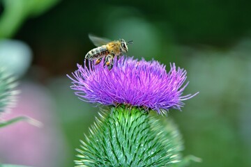 Pszczoła miodna (Apis mellifera) cała pokryta pyłkiem kwiatów ostu (Carduus)