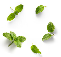 fresh mint leaves with real transparent shadow isolated on transparent background - 573996659