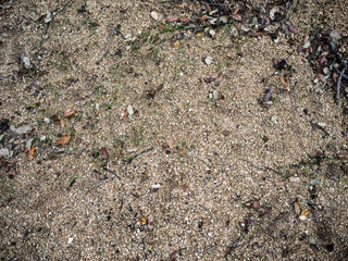 imagen textura detalle suelo de tierra y piedras pequeñas con algunas hojas secas 