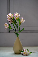 Alstroemeria pink flowers in vase, abstract floral background