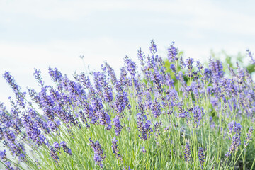 花畑のラベンダー