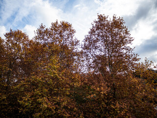 imagen de unos árboles de hoja caduca con el cielo azul de fondo y algunas nubes 