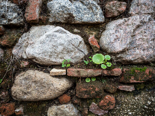 imagen detalle pared de piedra con las juntas de tierra y algunas plantas saliendo de ellas