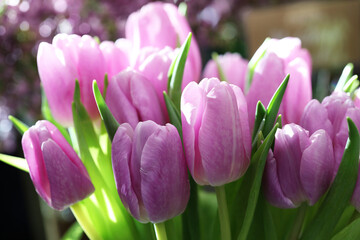 blooming lilac and pink and purple tulips in the garden