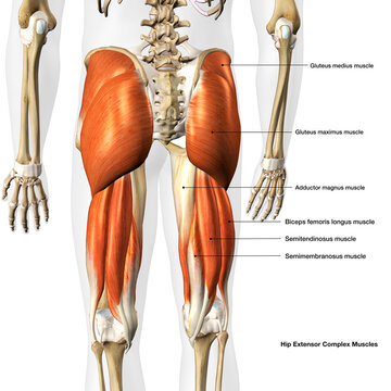 Male Hip Extensor Muscle Diagram on White Background with Text Labeling