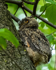 Adventures of a Young Owl: Scaling Nature's Heights