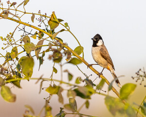 A White cheek bulbul perching on a tree