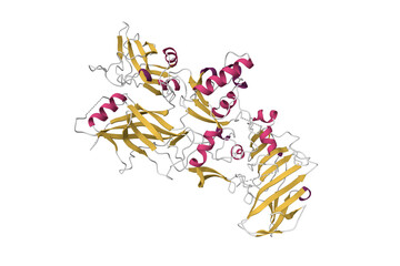 Anthrax protective antigen. 3D cartoon model, secondary structure color scheme, PDB 1acc