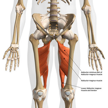 Male Adductor Magnus Muscle Isolated Front View on White Background with Text Labeling