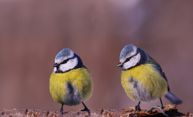 Fototapeta premium Two blue tits stand on a branch and look in one direction....