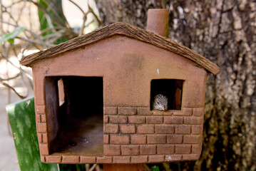 bird house in the forest, mud house, brazilian handicraft, garden decoration, bird house, clay house, little bird in the garden, bird in the garden, bird in the window, zoology