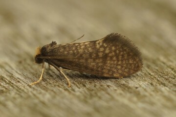 Closeup on the large birch bright, Taleporia tubulosa, a small brown and hairy micro moth on a piece of wood