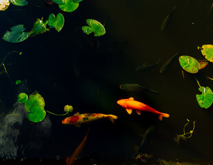 Koi fish in a dark pond