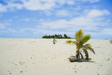 Coconut sprouting in to palm tree on white coral sand
