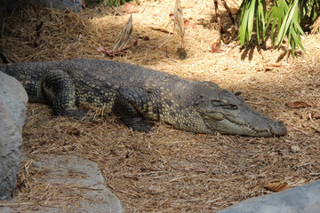 crocodile or alligator in a zoo in thailand 