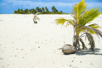 Fototapeta na wymiar Coconut sprouting in to palm tree on white coral sand