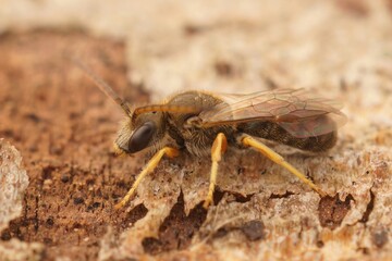 Detailed closeup on a male small female Bronze furrow bee, Halictus tumulorum sitting on wood in...