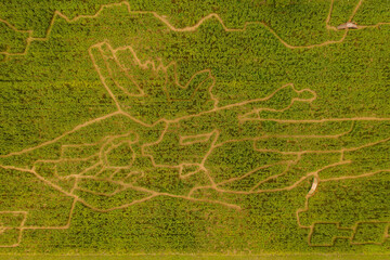 Drone photography of corn labyrinth