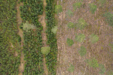 Drone photography of old forest, growing new replanted trees