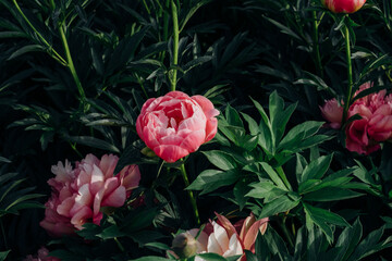 Beautiful fresh coral pink peony flowers in full bloom in the garden. Summer natural flowery...