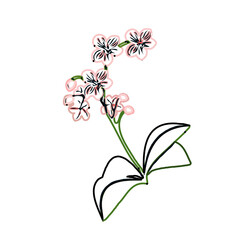 Color sketch of an orchid flower with transparent background