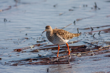 fighting bird in the frozen water, Ruff, Calidris pugnax	