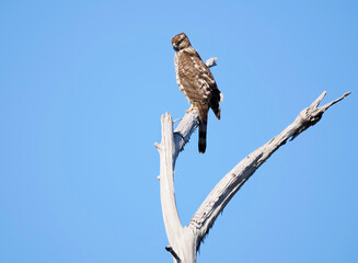 Red Shouldered Hawk Perched on a Dead Tree Against a Bright Blue Sky