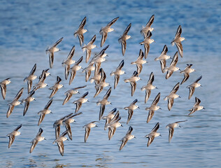 A Flock of Sanderlings Fly to Their Next Beach Feeding Area - 574004423
