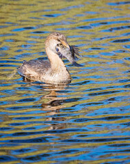 A Pied Billed Grebe In the Process of Swallowing a Large Fish