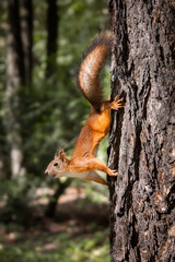 Red squirrel sits in the grass...