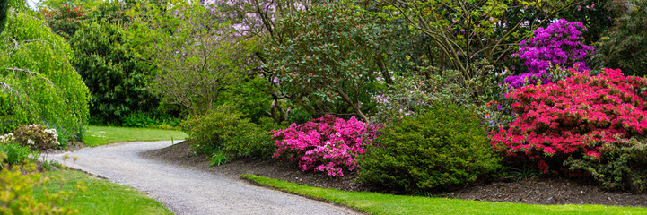 Beautiful Garden with blooming trees and bushes during spring time, England, Wales, UK, early spring flowering azalea shrubs, banner size