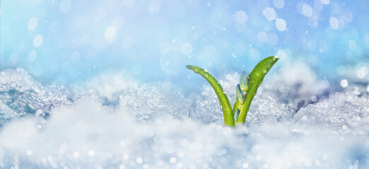 Blue flowers, snowdrops making their way from under the snow in early spring. Selective focus,...