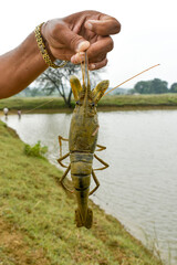 Man holding freshly catch Macrobrachium rosenbergii or giant freshwater prawn from pond.