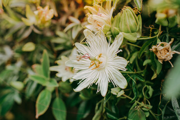 white and yellow flowers