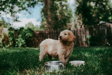 Goldendoodle puppy in the grass