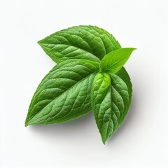 Mint leaves on white background Generative AI